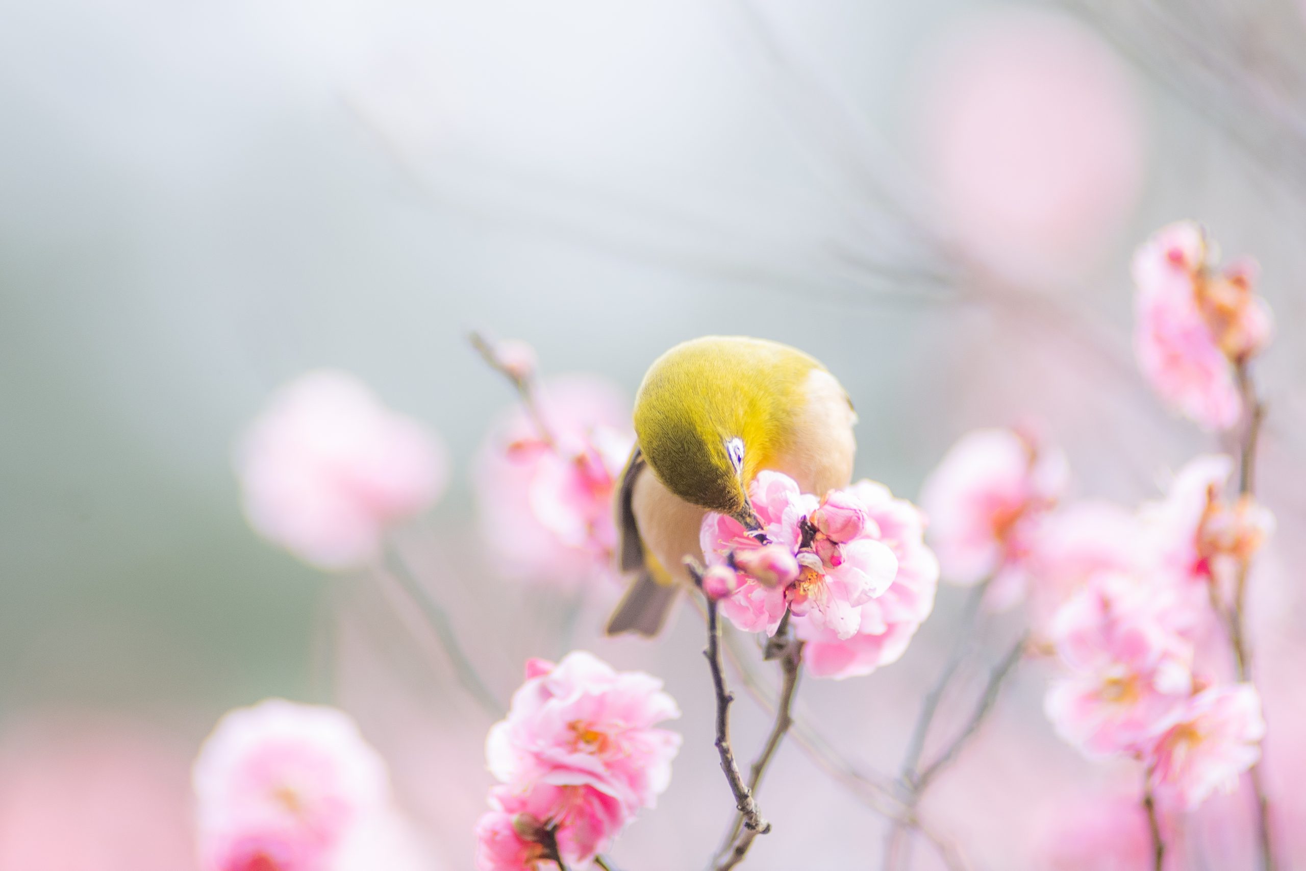 春を感じたい人 春の花が好きな人 メジロに興味がある人必見 梅 メジロ写真集 チャリで日本一周旅ブログ