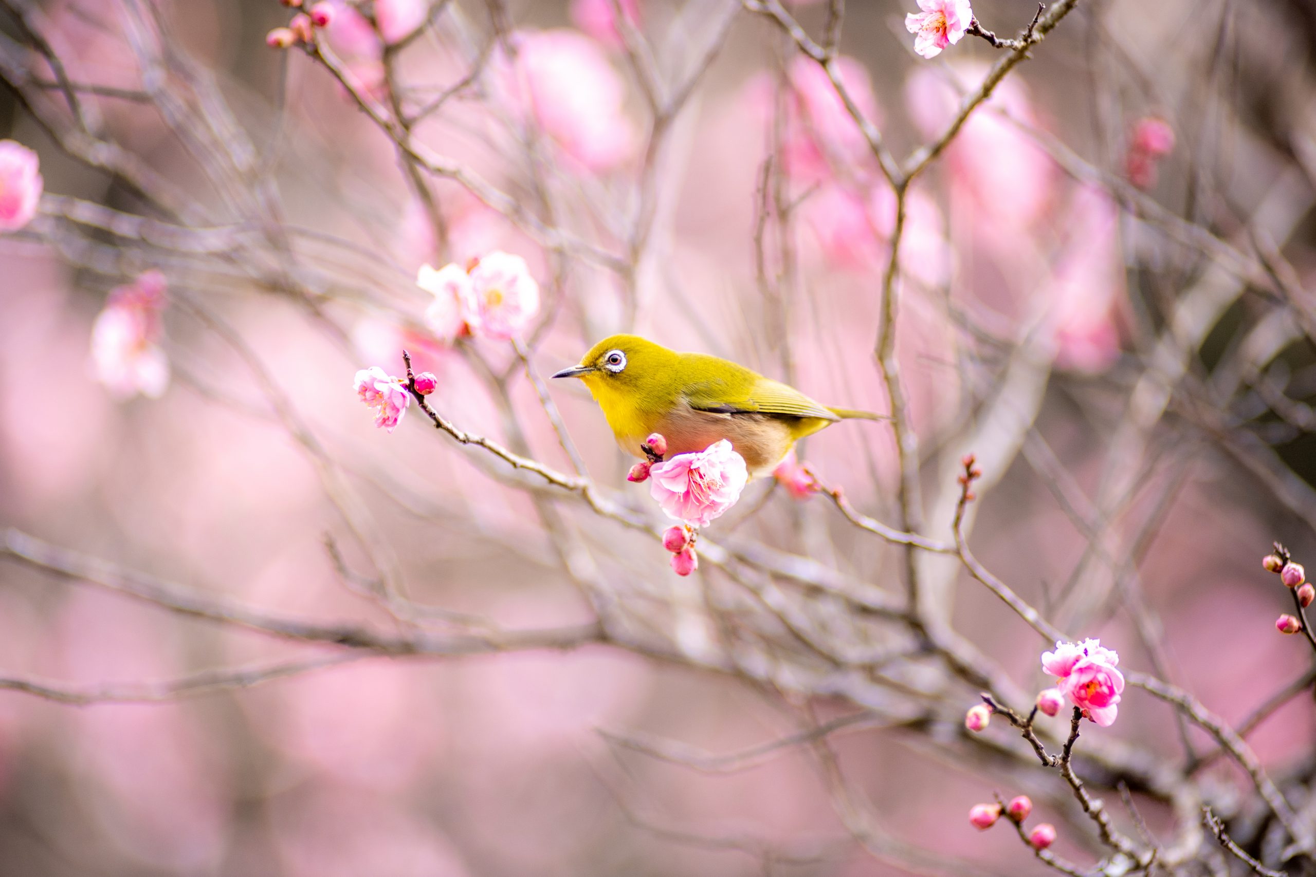 春を感じたい人 春の花が好きな人 メジロに興味がある人必見 梅 メジロ写真集 チャリで日本一周旅ブログ