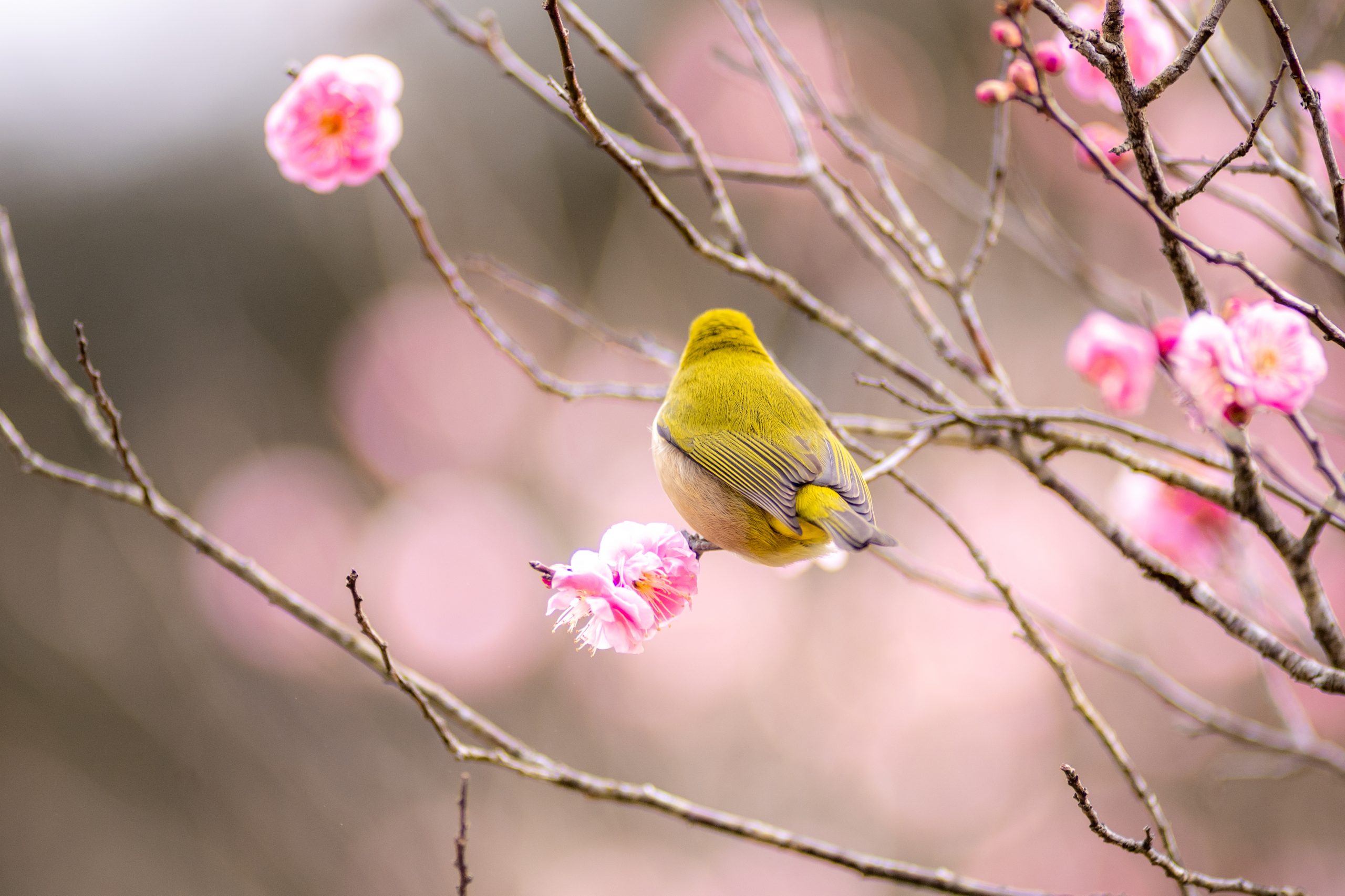 春を感じたい人 春の花が好きな人 メジロに興味がある人必見 梅 メジロ写真集 チャリで日本一周旅ブログ