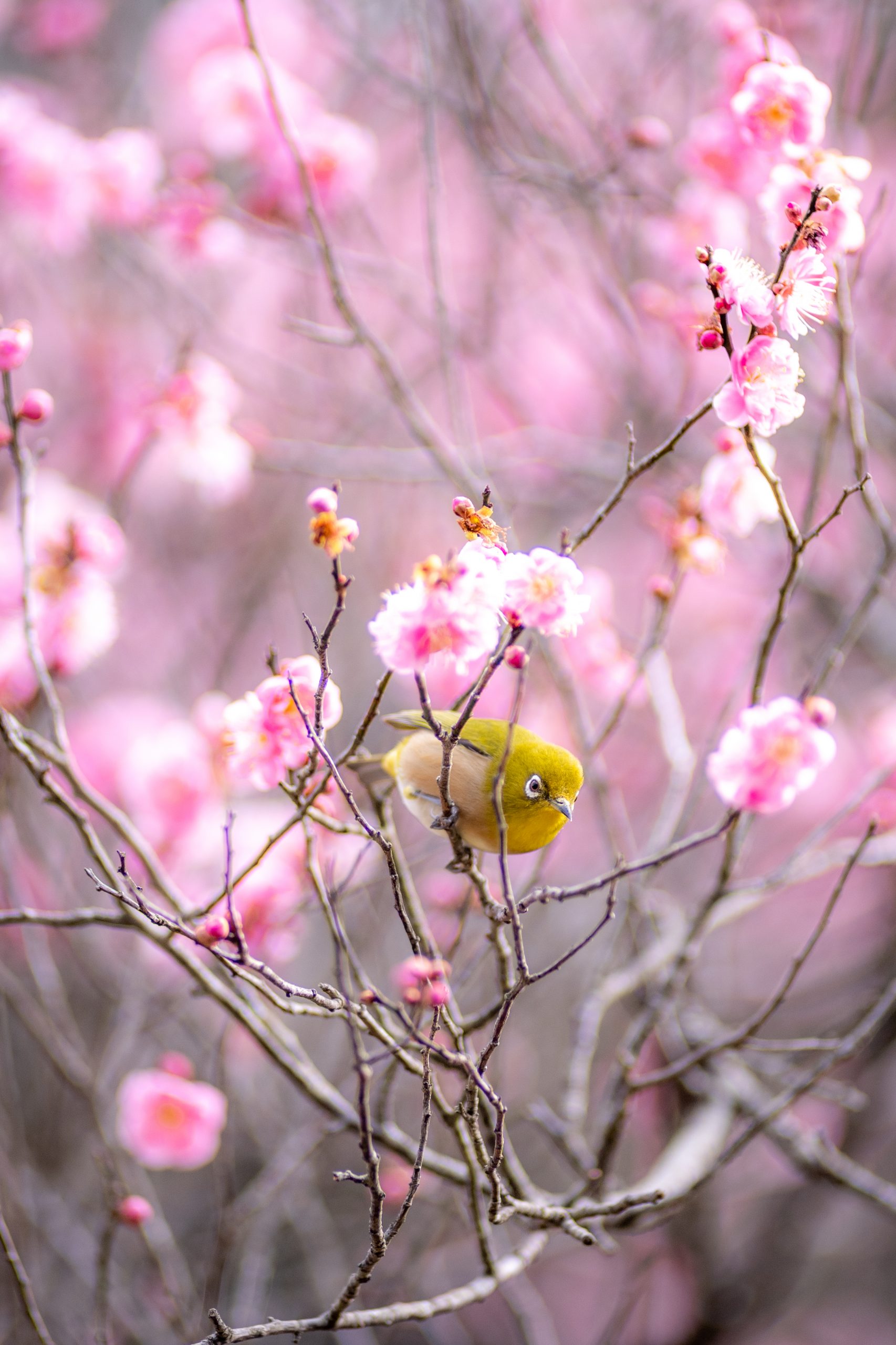 春を感じたい人 春の花が好きな人 メジロに興味がある人必見 梅 メジロ写真集 チャリで日本一周旅ブログ