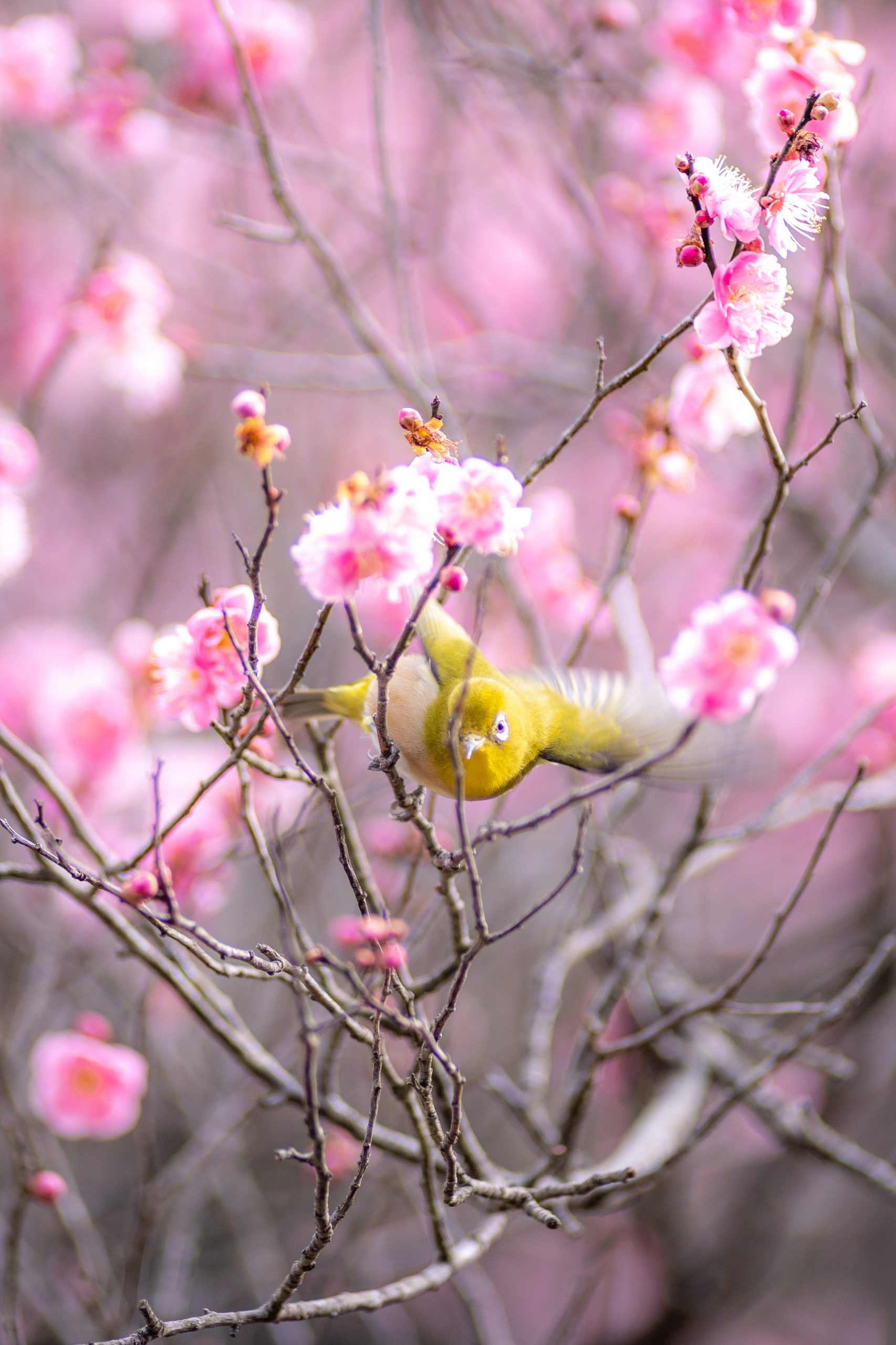 春を感じたい人 春の花が好きな人 メジロに興味がある人必見 梅 メジロ写真集 チャリで日本一周旅ブログ